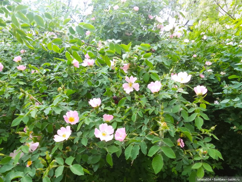 Каштаны-великаны и крошка Мария Хосе