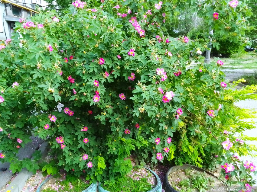 Каштаны-великаны и крошка Мария Хосе (фото 2)