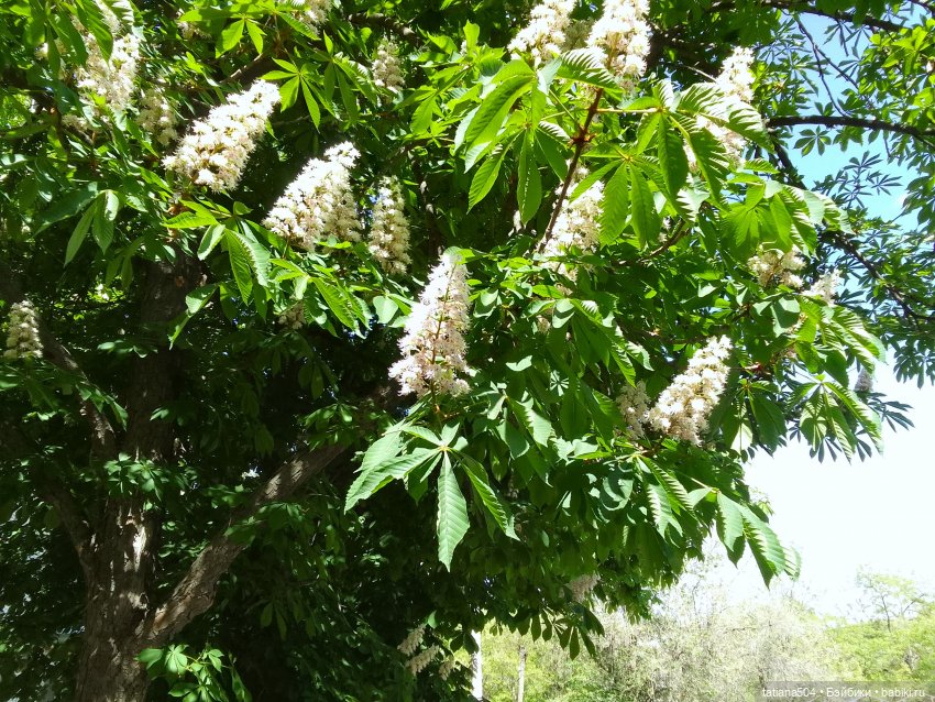 Каштаны-великаны и крошка Мария Хосе