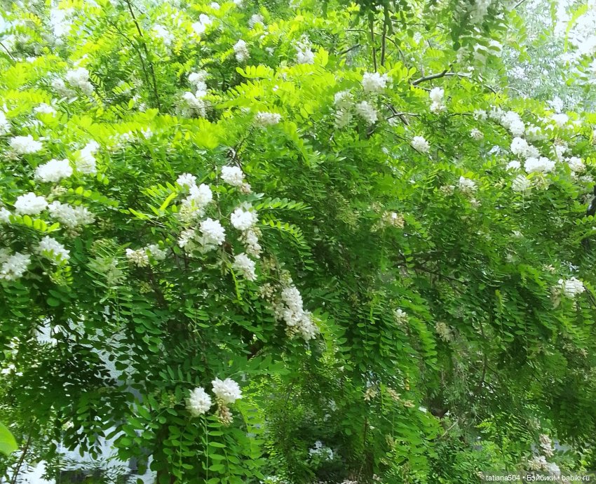 Каштаны-великаны и крошка Мария Хосе