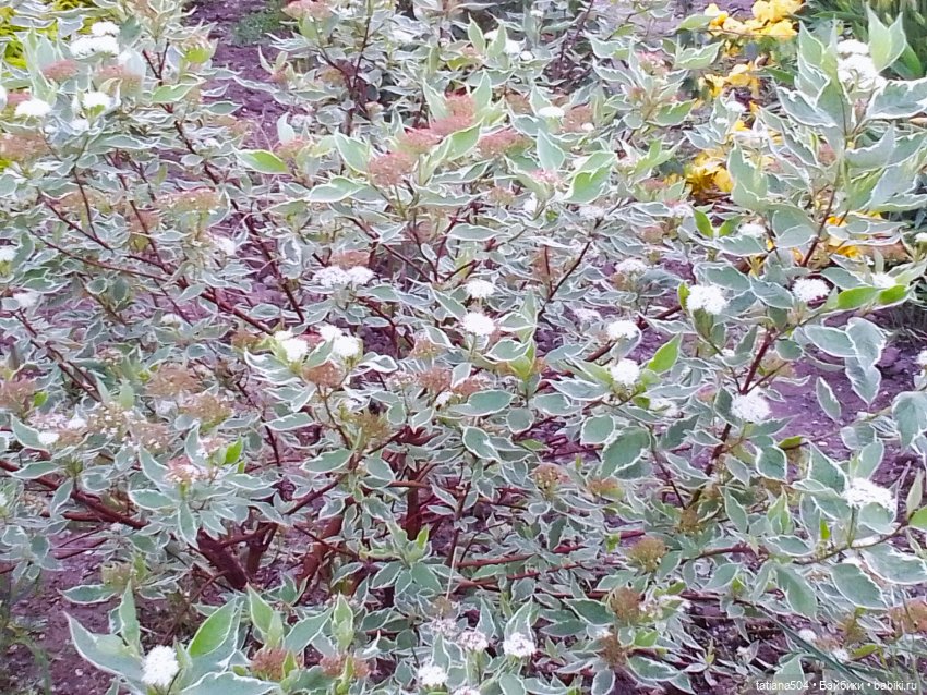 Каштаны-великаны и крошка Мария Хосе