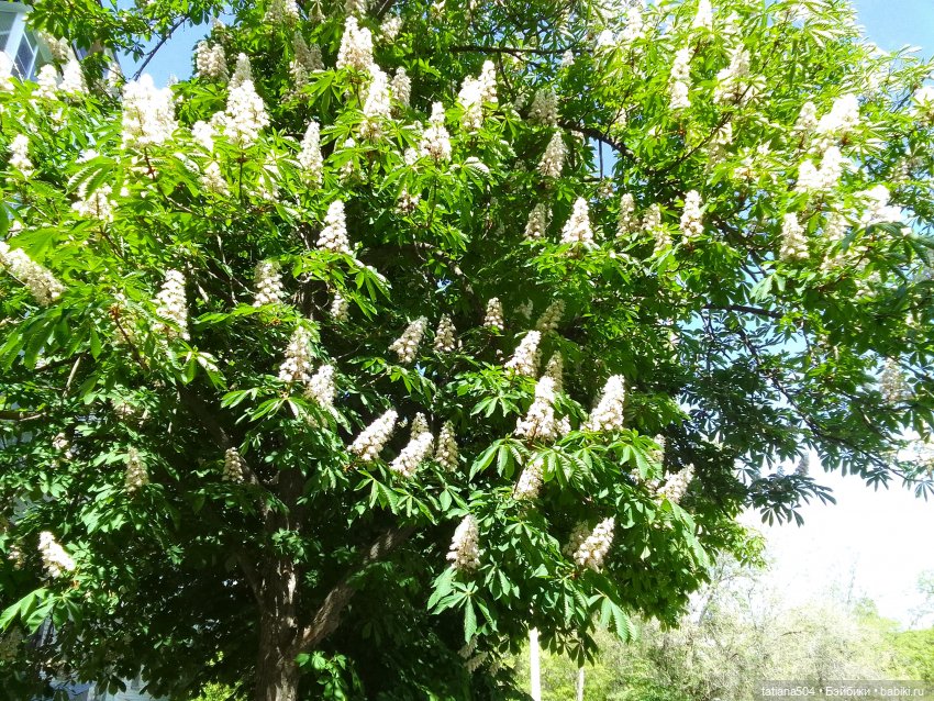 Каштаны-великаны и крошка Мария Хосе