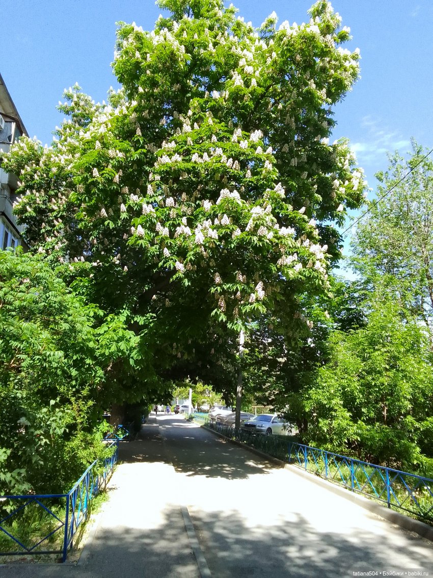 Каштаны-великаны и крошка Мария Хосе