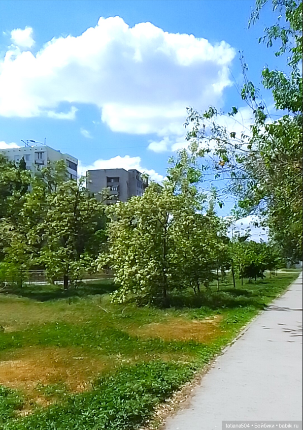 Каштаны-великаны и крошка Мария Хосе