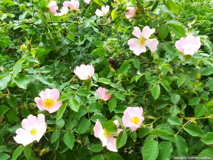 Каштаны-великаны и крошка Мария Хосе (фото 7)