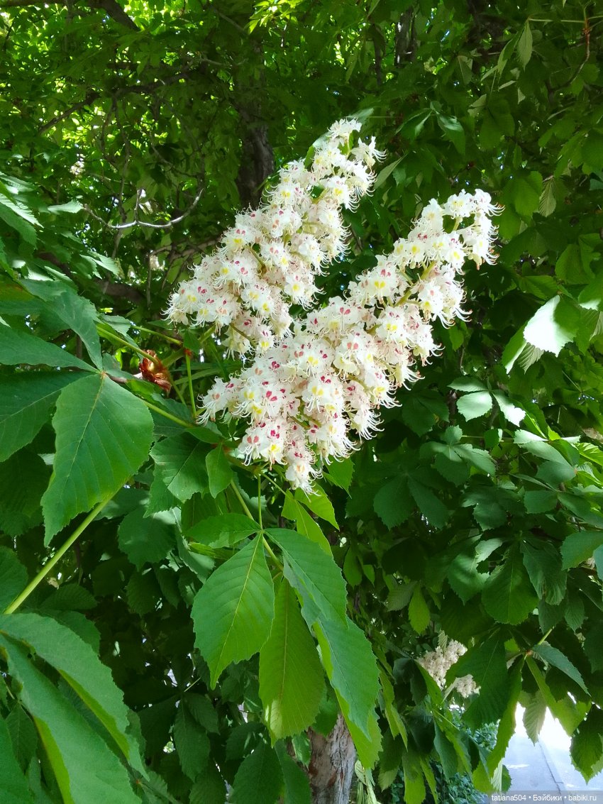 Каштаны-великаны и крошка Мария Хосе