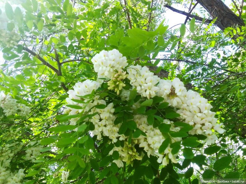 Каштаны-великаны и крошка Мария Хосе