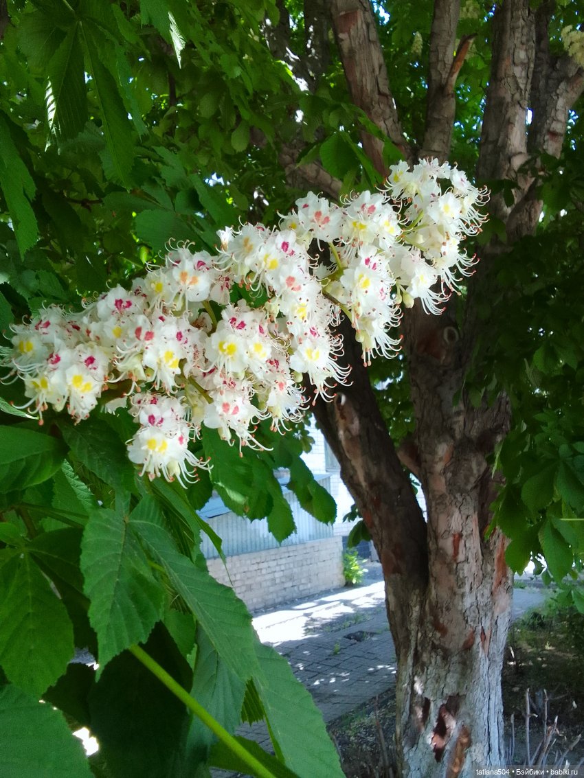 Каштаны-великаны и крошка Мария Хосе