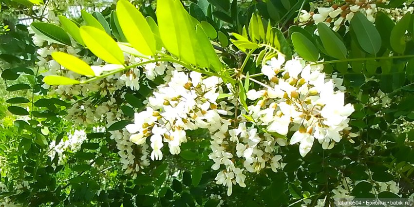 Каштаны-великаны и крошка Мария Хосе