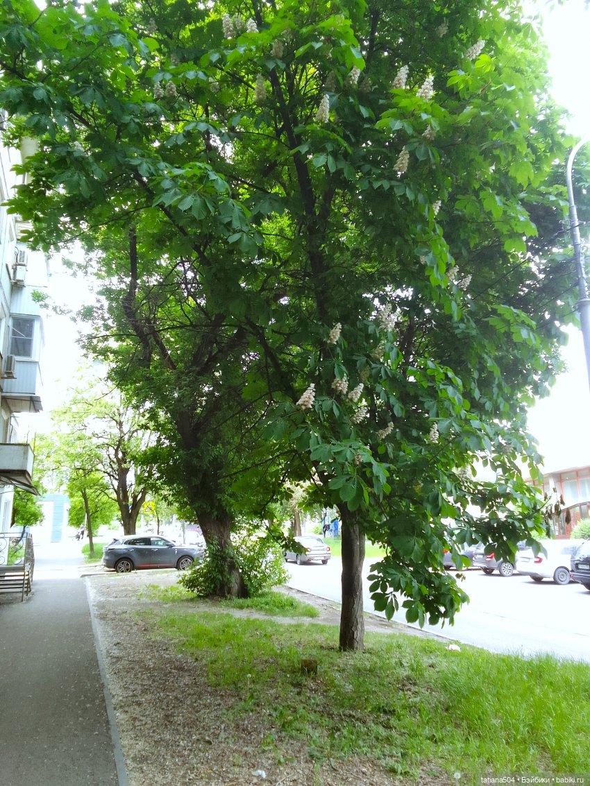 Каштаны-великаны и крошка Мария Хосе