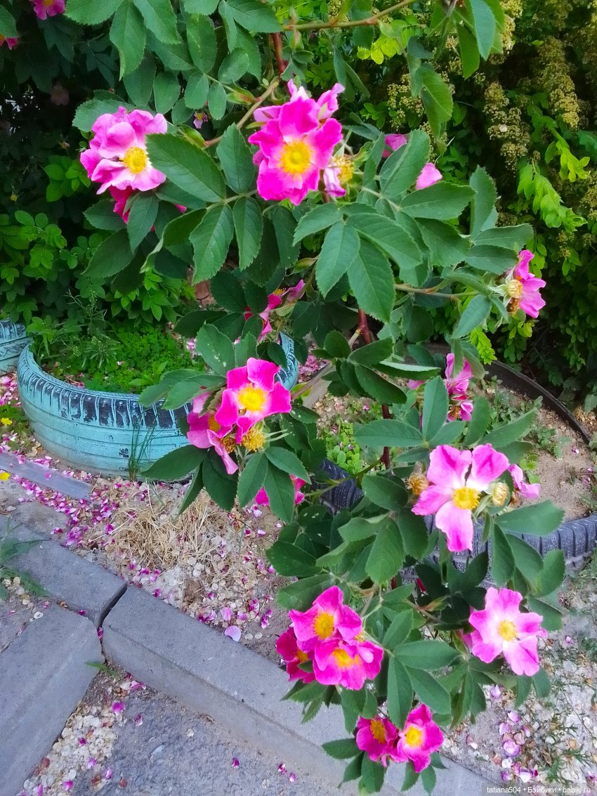 Каштаны-великаны и крошка Мария Хосе (фото 3)