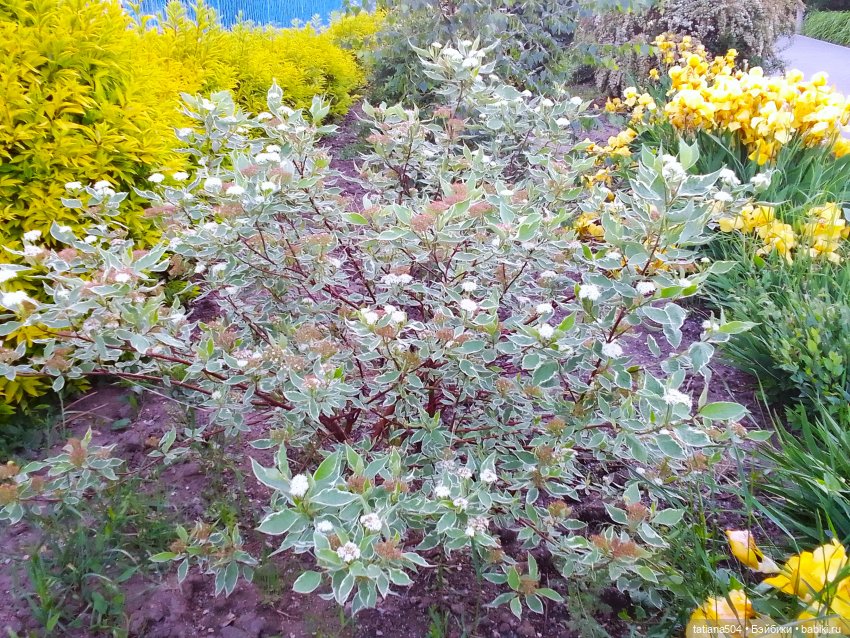 Каштаны-великаны и крошка Мария Хосе