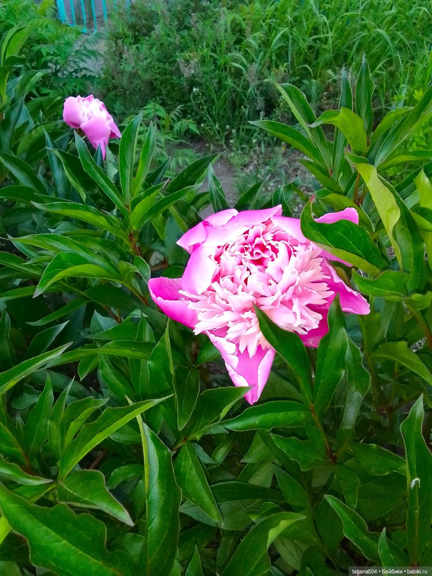 Каштаны-великаны и крошка Мария Хосе