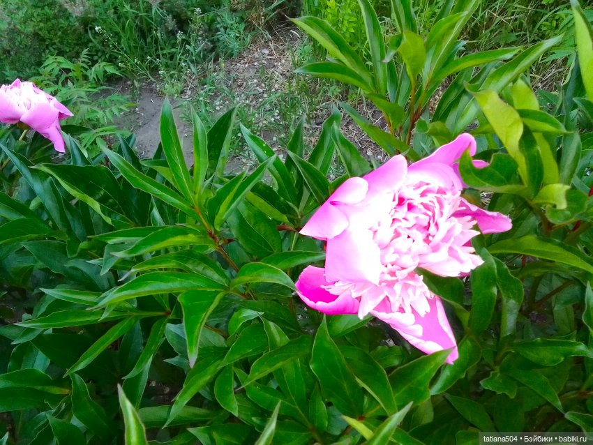 Каштаны-великаны и крошка Мария Хосе