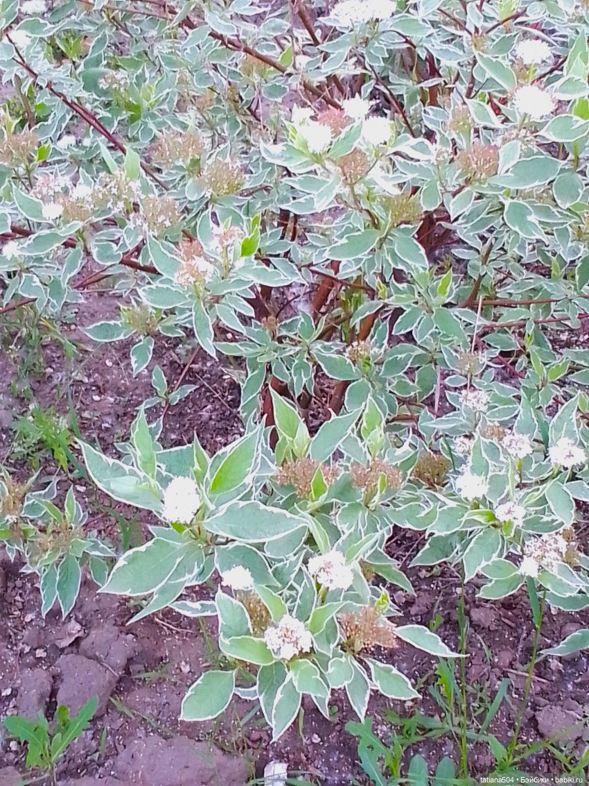 Каштаны-великаны и крошка Мария Хосе