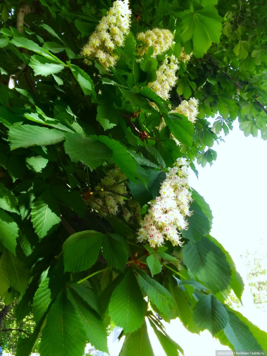 Каштаны-великаны и крошка Мария Хосе