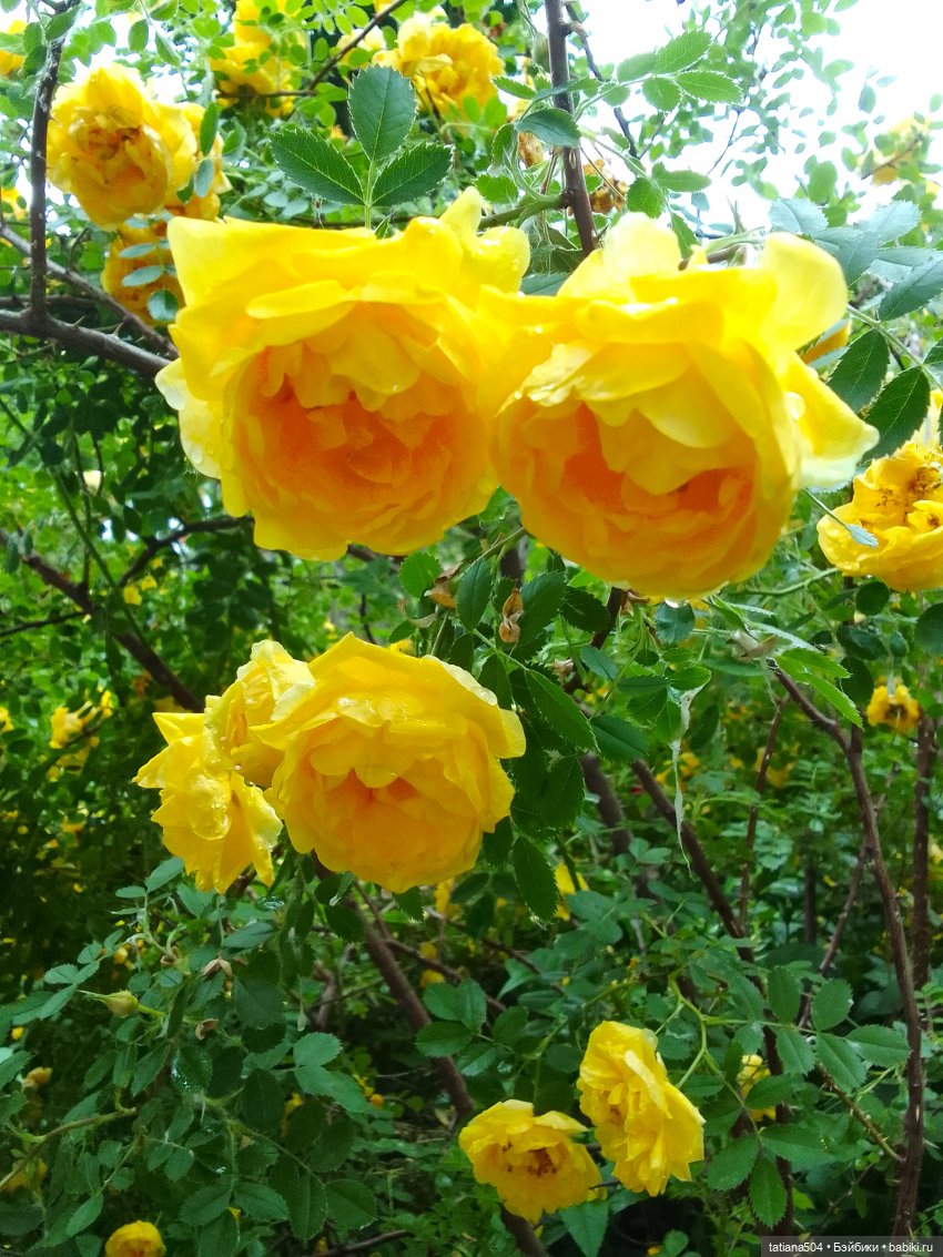 Каштаны-великаны и крошка Мария Хосе