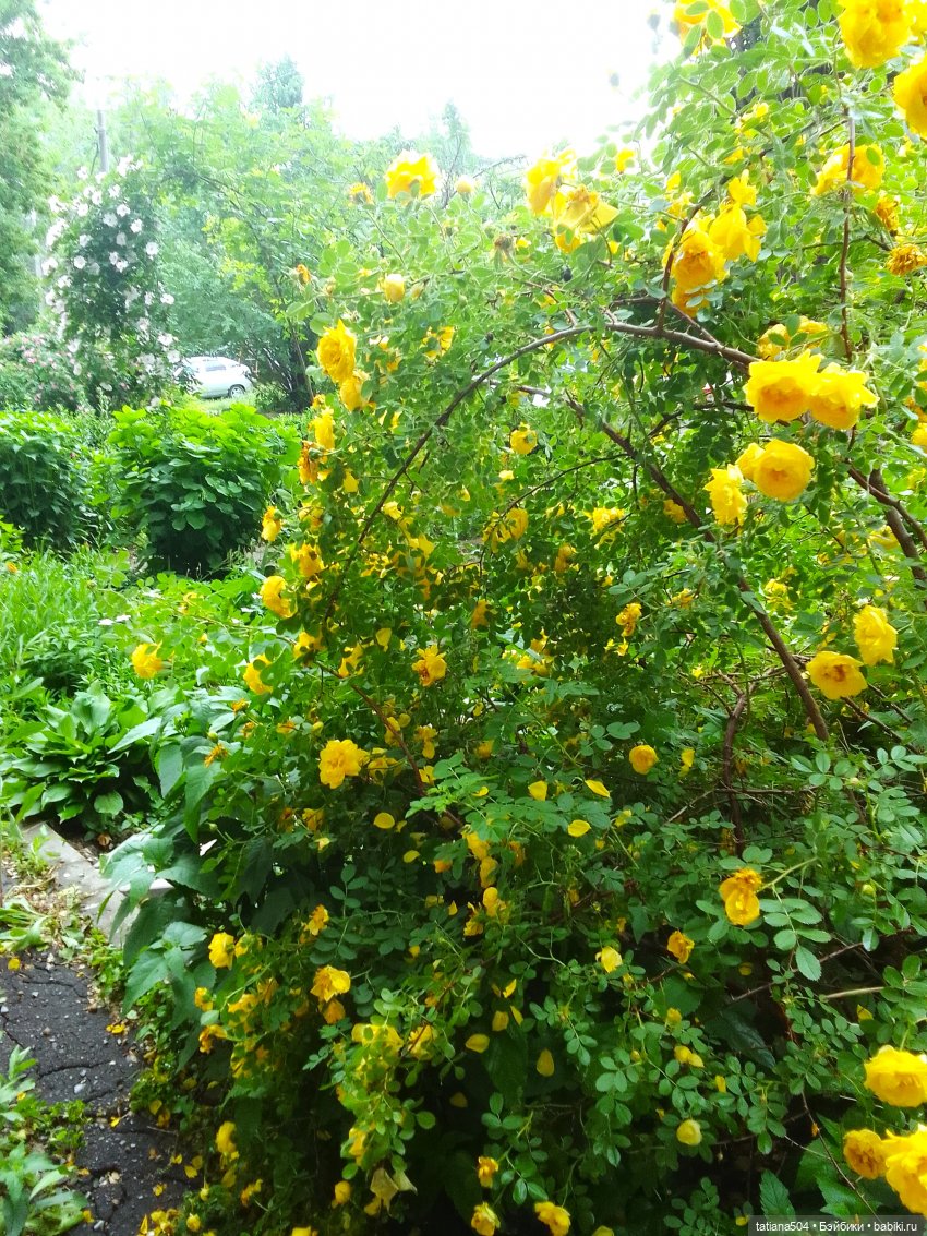 Каштаны-великаны и крошка Мария Хосе