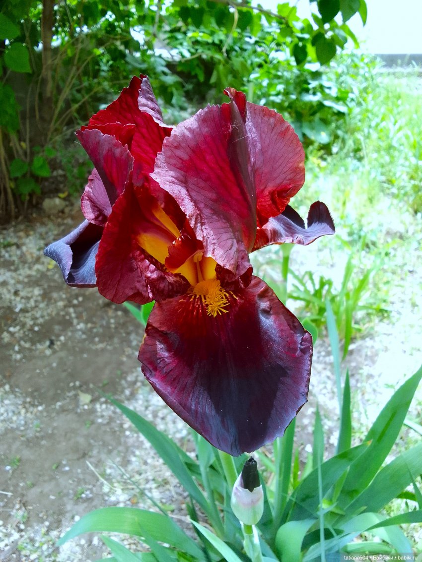 Белла в саду разноцветных Ирисов, часть 2