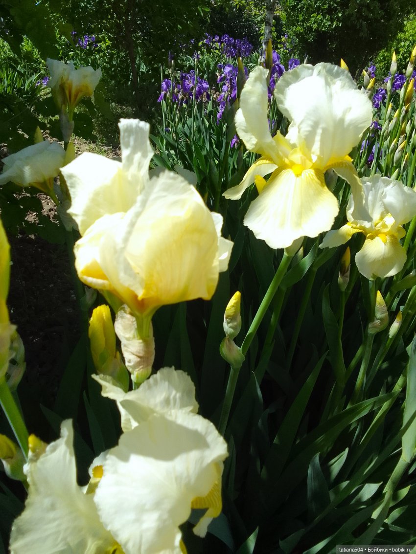 Белла в саду разноцветных Ирисов, часть 2
