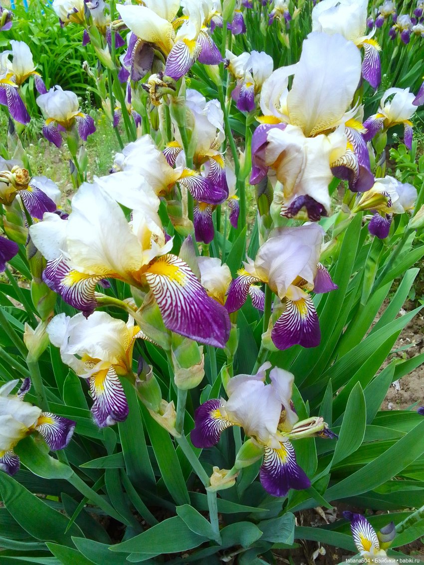 Белла в саду разноцветных Ирисов, часть 2