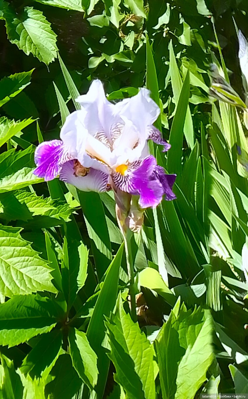Белла в саду разноцветных Ирисов, часть 2 (фото 9)