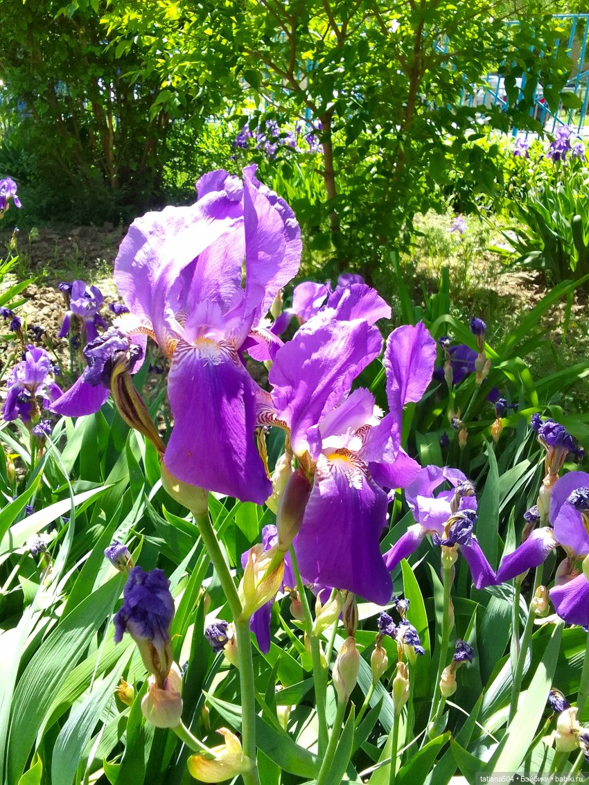 Белла в саду разноцветных Ирисов, часть 2