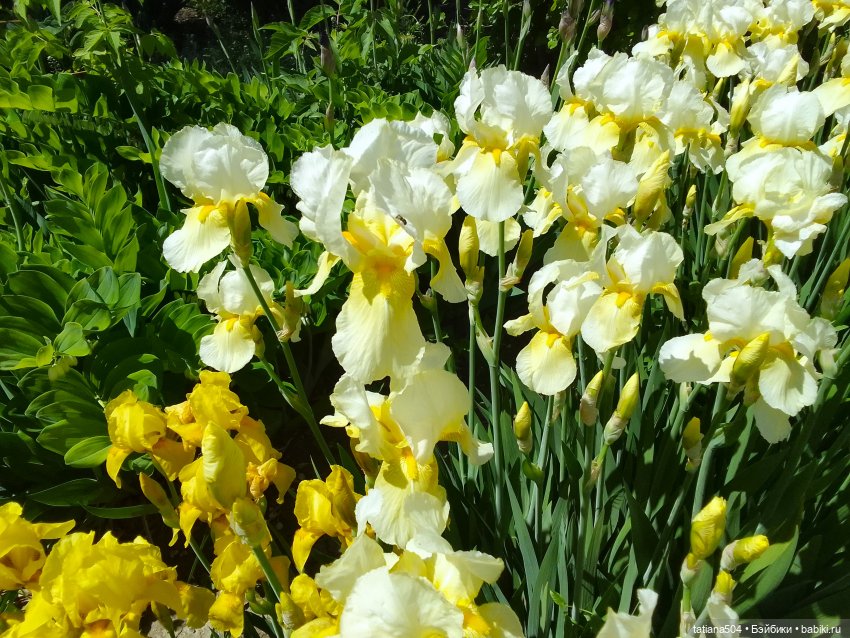 Белла в саду разноцветных Ирисов, часть 2