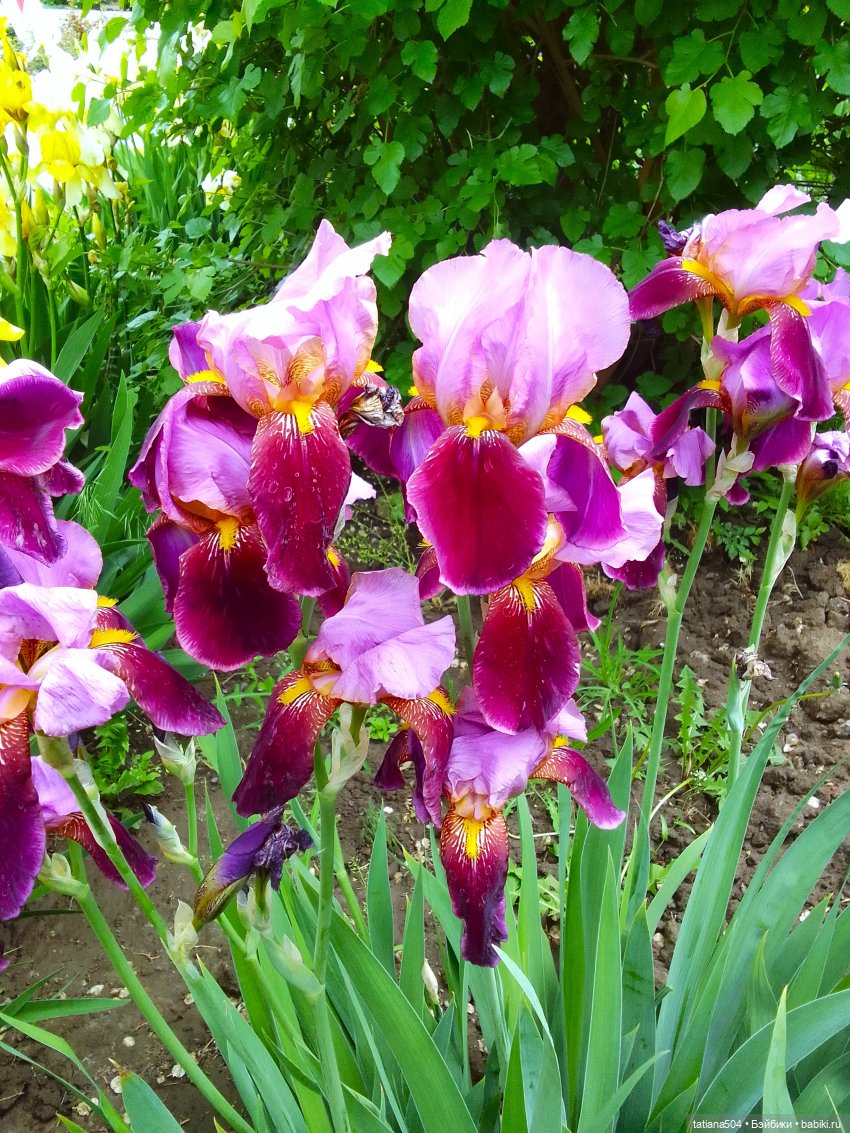 Белла в саду разноцветных Ирисов, часть 2