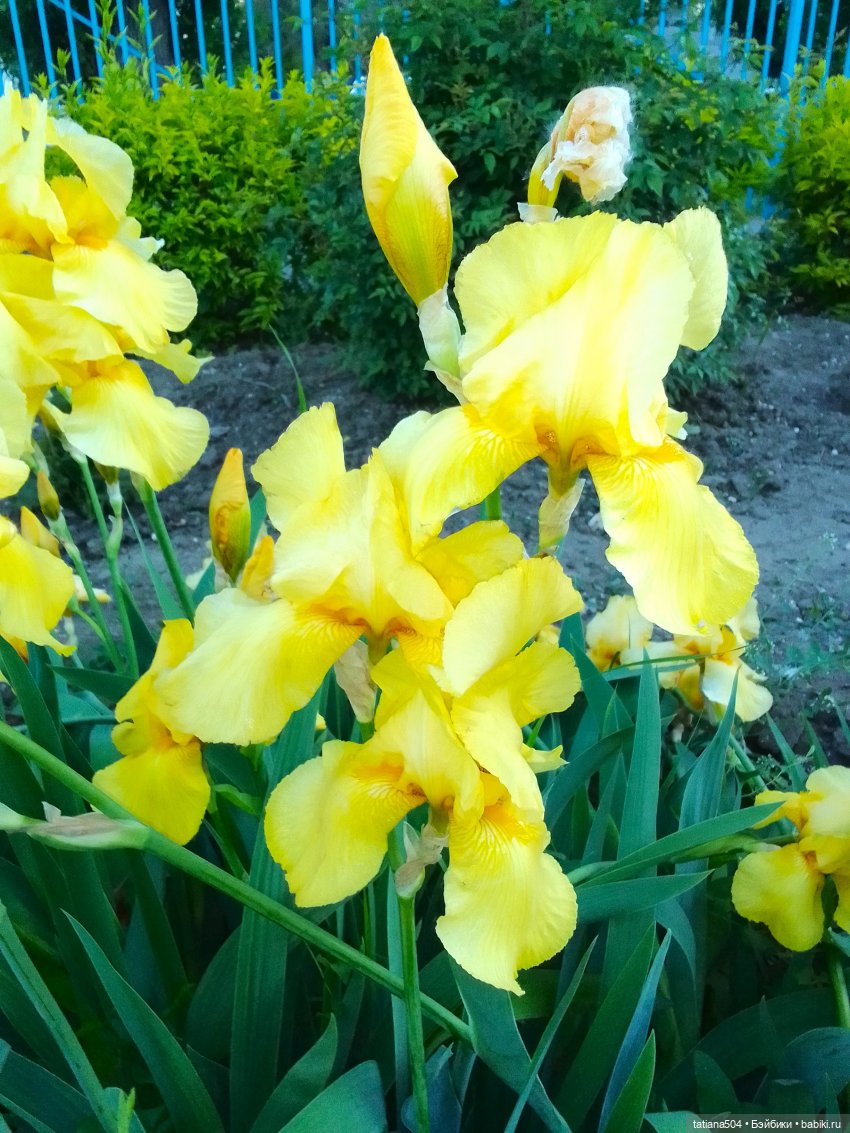 Белла в саду разноцветных Ирисов, часть 2