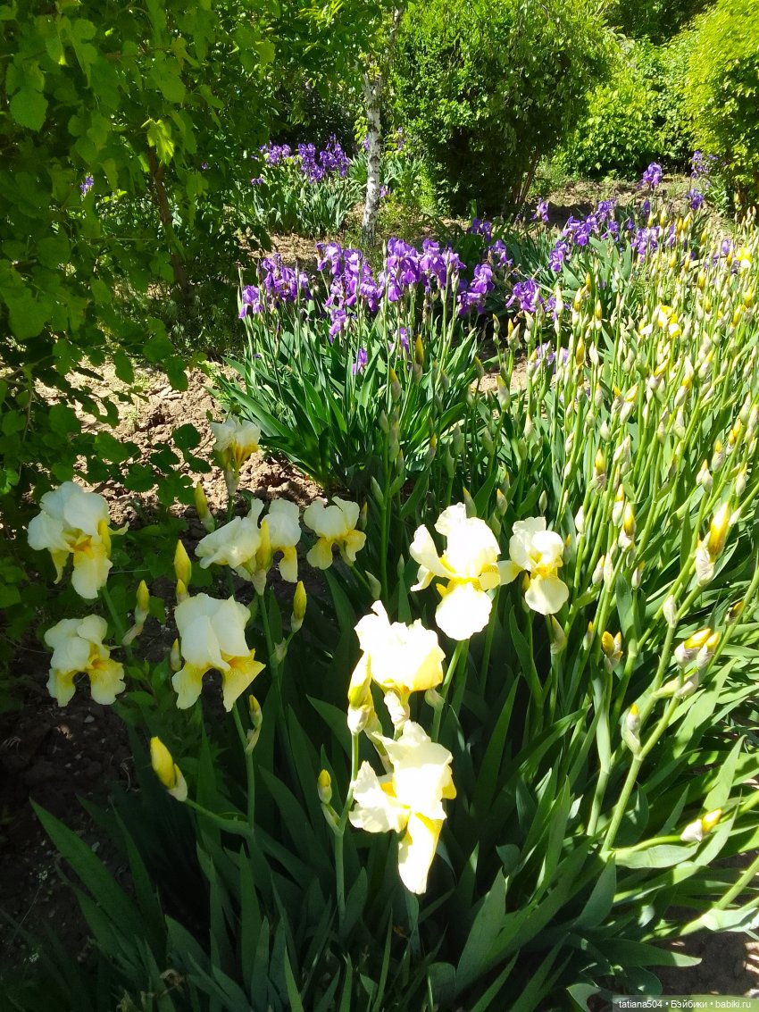 Белла в саду разноцветных Ирисов, часть 2