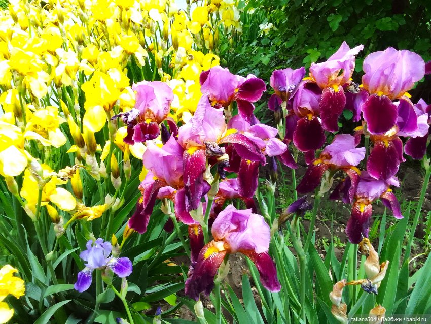 Белла в саду разноцветных Ирисов, часть 2