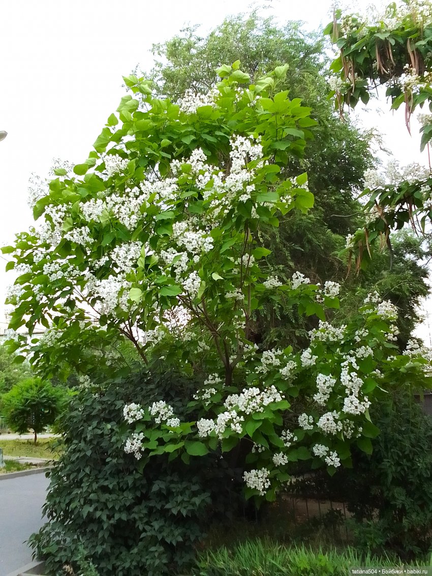 Незатейливые похождения Кишуль (фото 5)