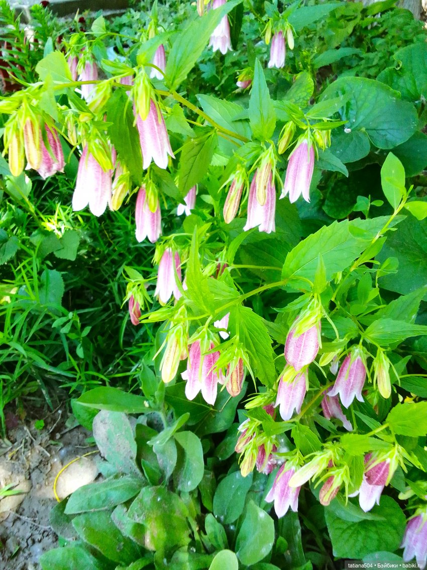 Пенни – цветочница — Винтажные куклы ГДР (Немки): Бигги