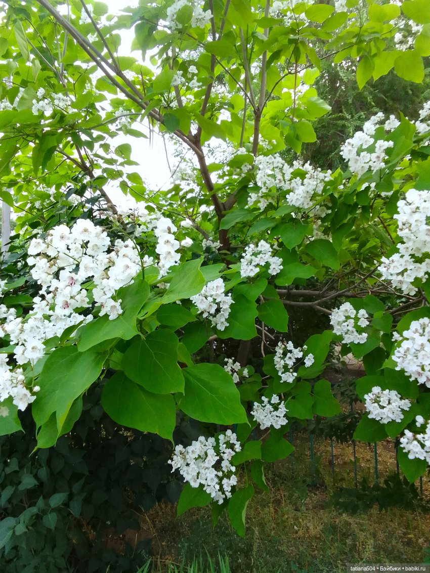 Незатейливые похождения Кишуль