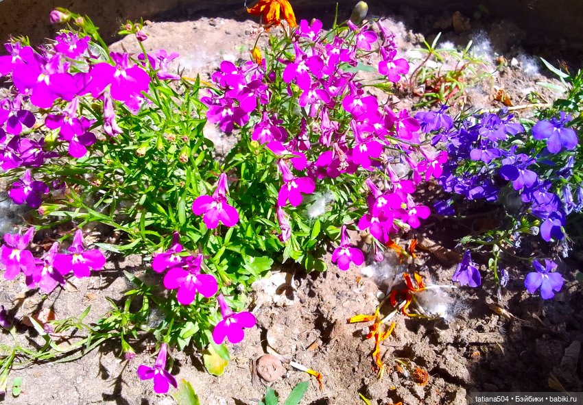 Пенни – цветочница — Винтажные куклы ГДР (Немки): Бигги