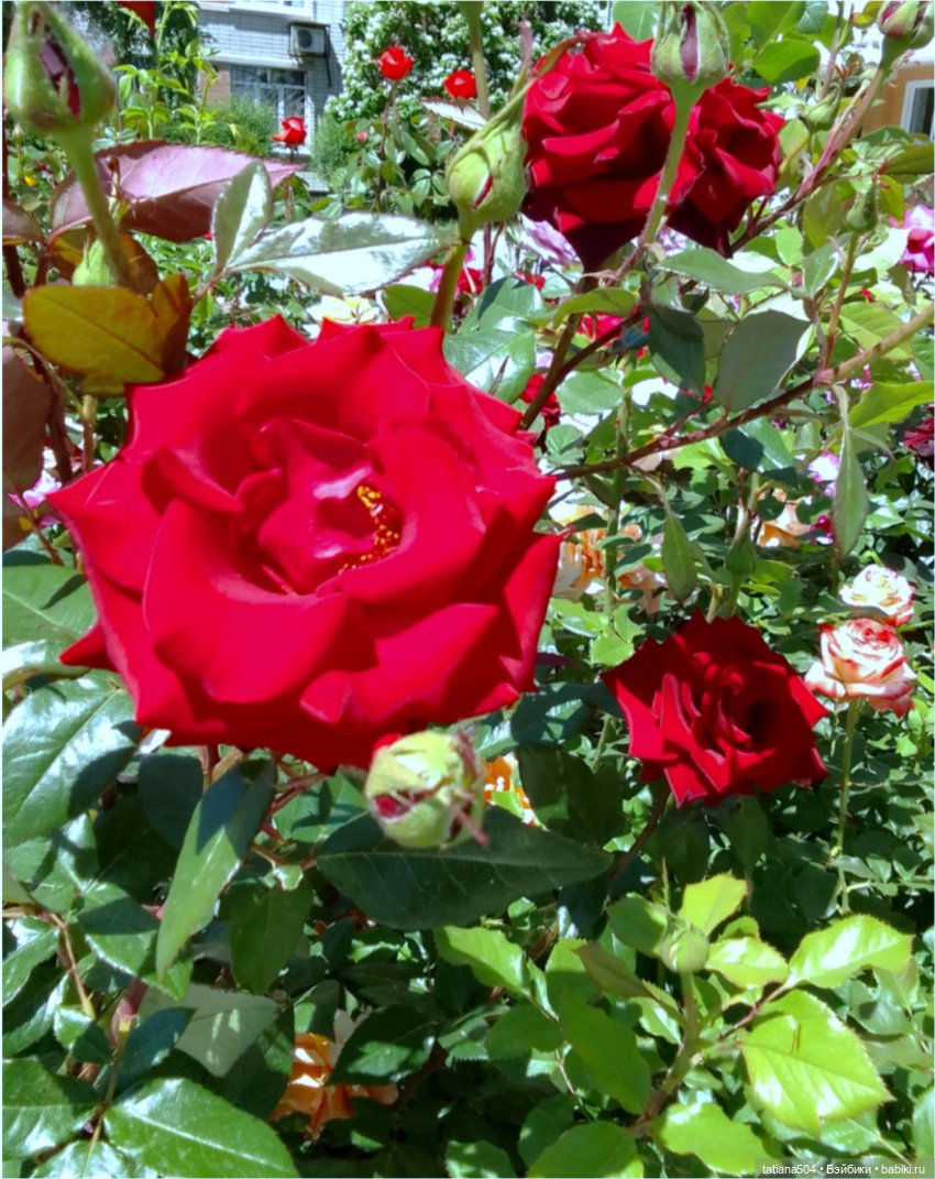 Пенни – цветочница — Винтажные куклы ГДР (Немки): Бигги