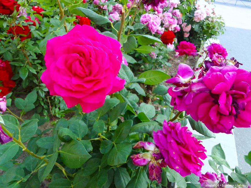 Девочки в цветочках — Куклы Helen Kish (Хелен Киш): Riley (Райли) (фото 2)