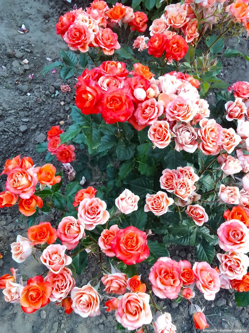 Девочки в цветочках — Куклы Helen Kish (Хелен Киш): Riley (Райли)