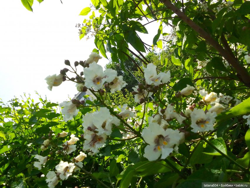 Пенни – цветочница — Винтажные куклы ГДР (Немки): Бигги