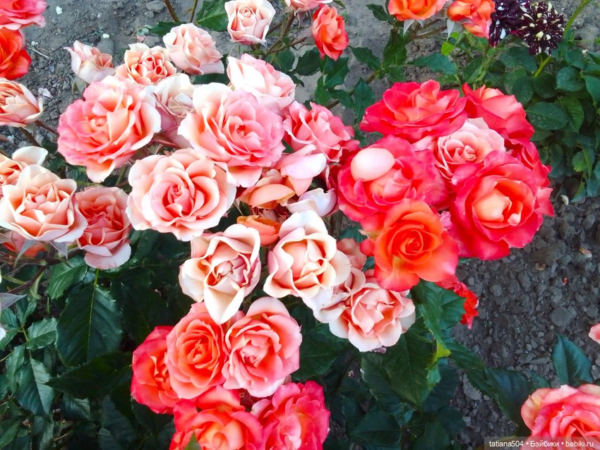 Девочки в цветочках — Куклы Helen Kish (Хелен Киш): Riley (Райли)