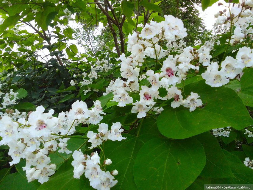 Незатейливые похождения Кишуль