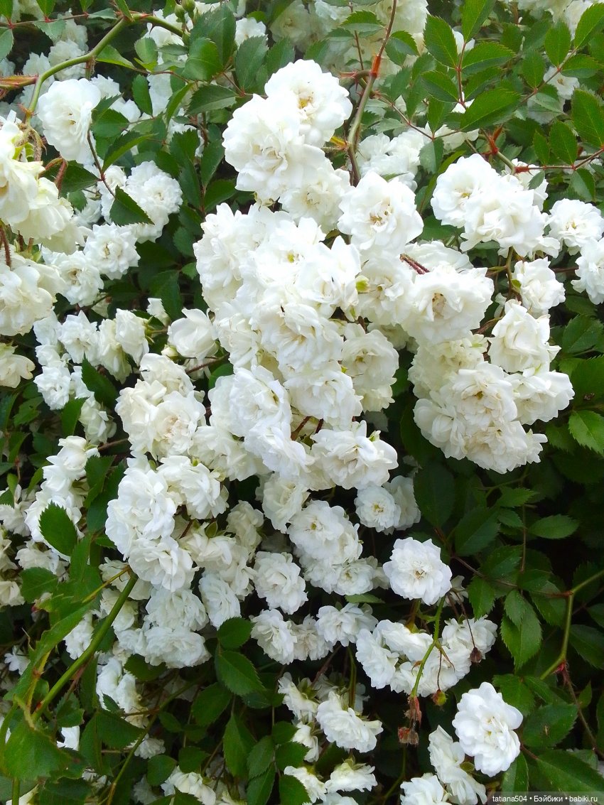 Девочки в цветочках — Куклы Helen Kish (Хелен Киш): Riley (Райли)