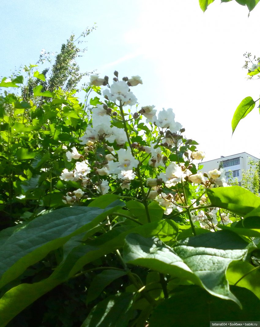 Пенни – цветочница — Винтажные куклы ГДР (Немки): Бигги (фото 7)