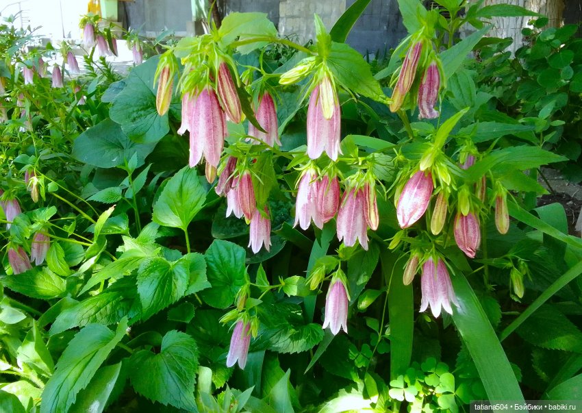 Пенни – цветочница — Винтажные куклы ГДР (Немки): Бигги