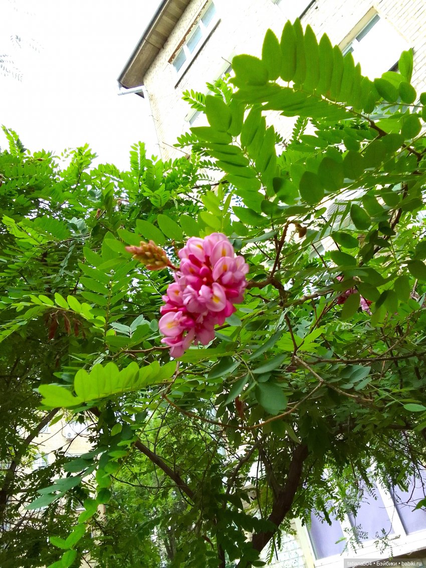 Незатейливые похождения Кишуль (фото 2)