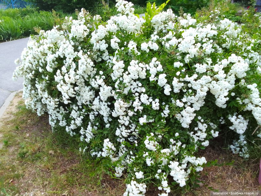 Девочки в цветочках — Куклы Helen Kish (Хелен Киш): Riley (Райли) (фото 6)