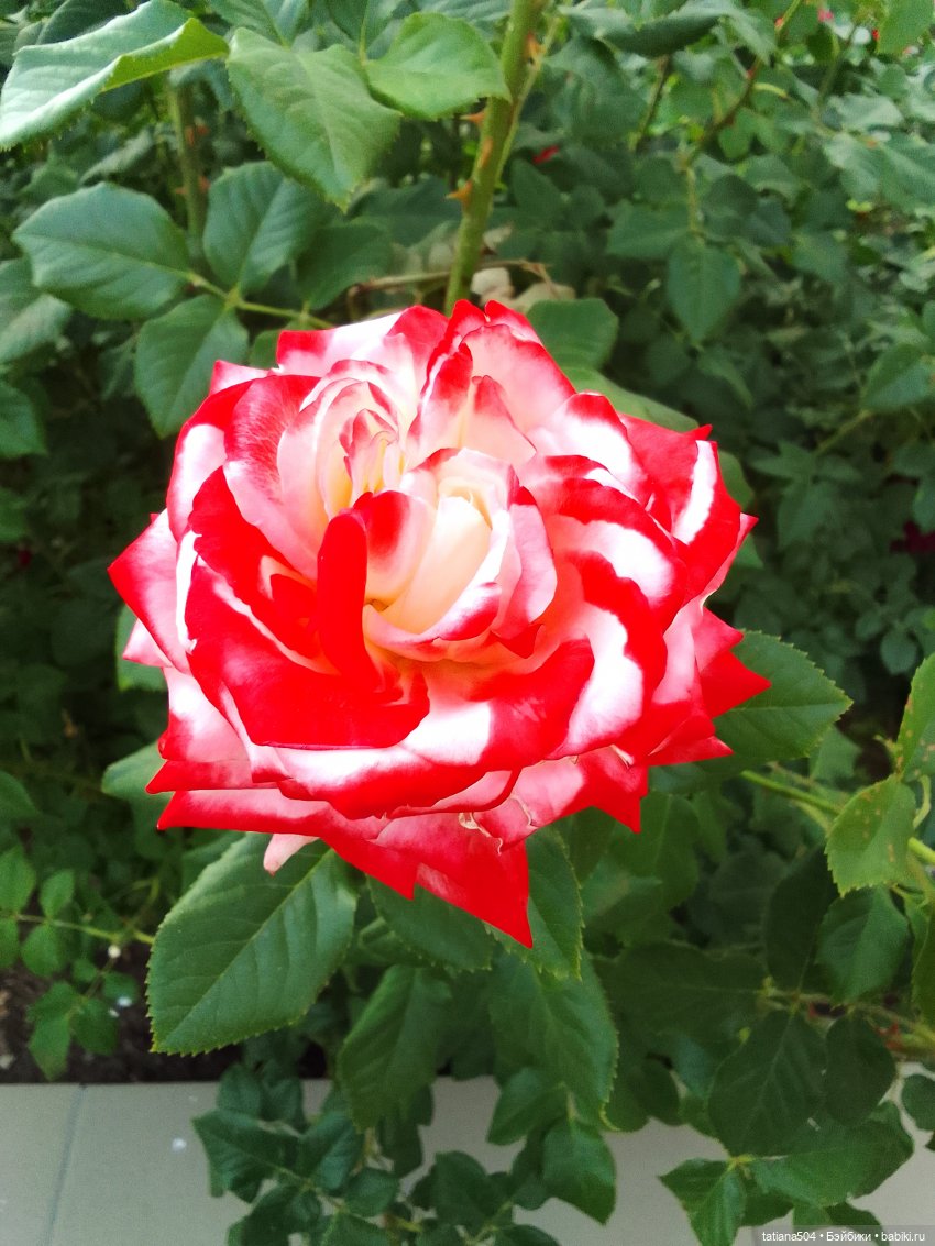 Девочки в цветочках — Куклы Helen Kish (Хелен Киш): Riley (Райли)