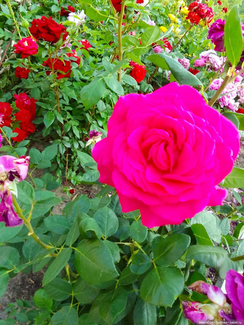 Девочки в цветочках — Куклы Helen Kish (Хелен Киш): Riley (Райли) (фото 4)