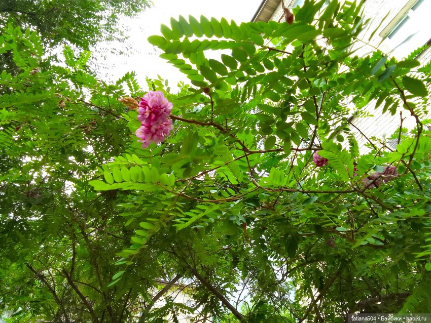 Незатейливые похождения Кишуль (фото 3)